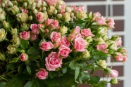 装饰粉色玫瑰花束图片