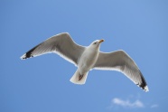 高空飞翔海鸥图片