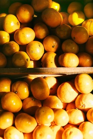 黄柑橘图片