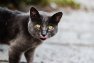 猫咪吐舌图片