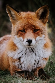 漂亮红狐狸图片