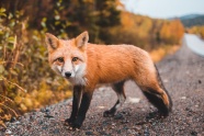 红狐狸可爱图片