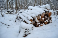 森林雪地木材堆图片