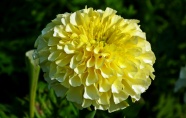 黄色万寿菊花朵图片