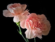 粉色康乃馨花朵图片