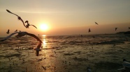 黄昏海面海鸥飞翔图片