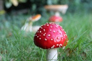 红色毒蘑菇包图片