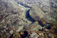 海底海龟图片