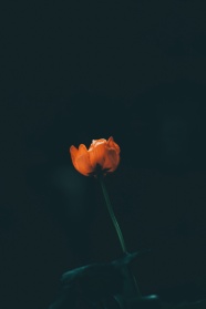 一朵红色花朵图片
