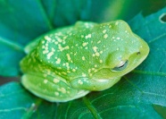 可爱绿色青蛙图片