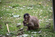 动物园小猴子图片