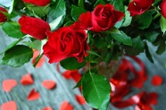 浪漫鲜红玫瑰花图片