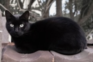 纯黑色小猫咪图片