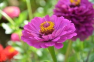 漂亮紫色百日菊图片