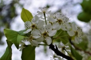春天白色梨花图片