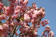 观赏粉色樱花图片