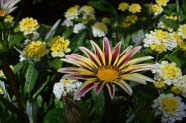 杂色菊花朵图片