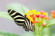 斑马蝴蝶摄影图片