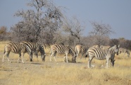 非洲斑马群图片