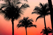 日落黄昏棕榈树图片