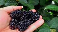 新鲜成熟黑莓图片
