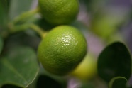 绿色柠檬果摄影图片