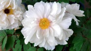 白牡丹花朵图片