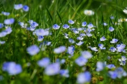 春天蓝色小花朵图片