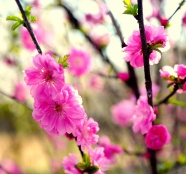 樱花摄影唯美图片