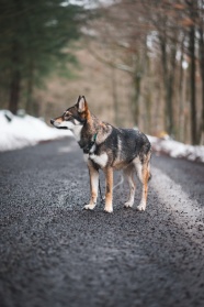 中华狼犬图片