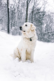 白色金毛雪景写真图片