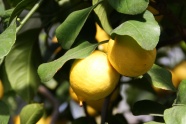 果树上黄柠檬图片