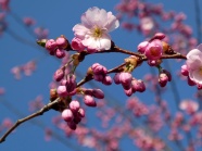 樱花枝粉色樱花图片