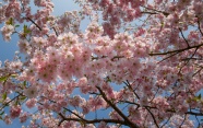 灿烂粉红色樱花图片