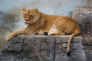 野生母狮子休息图片