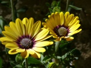 灿烂黄菊花花朵图片