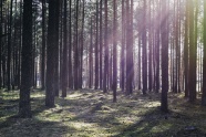 森林笔直树木风景图片