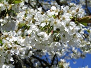 春天白色樱花观赏图片