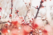 春天的红梅花图片