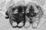 两只小狗黑白照片