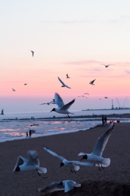 沙滩上海鸥飞翔图片
