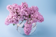 水培粉色绣球花图片