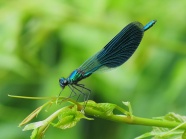 蓝色小蜻蜓休息图片