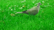 绿草地灰鸽子图片