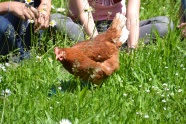 产蛋母鸡图片