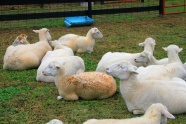 农场绵羊群图片