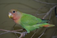 绿色鹦鹉宠物图片