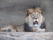 休息的大狮子图片