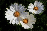 雨后白菊花朵图片