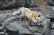 动物园狐狸图片